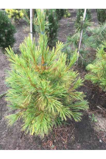 Сосна Веймутова Пасіфік Санрайз 